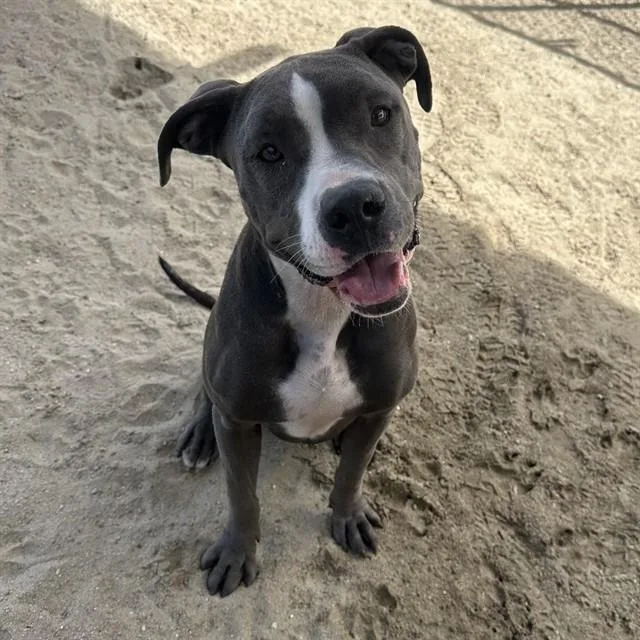 An adult large-sized female Pit Bull Terrier dog named Macy for adoption in Thousand Palms, CA