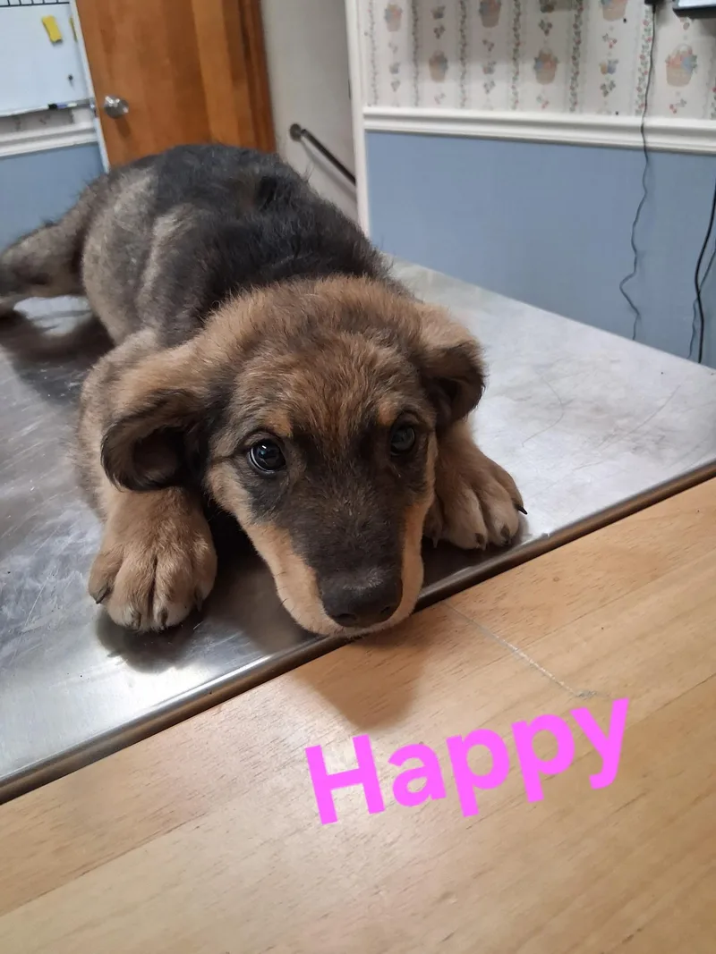 A baby small-sized female Australian Shepherd dog named Happy for adoption in Lynchburg, TN