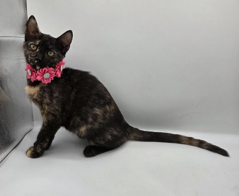 A baby medium-sized female Domestic Short Hair cat named Willa for adoption in Magnolia Springs, AL