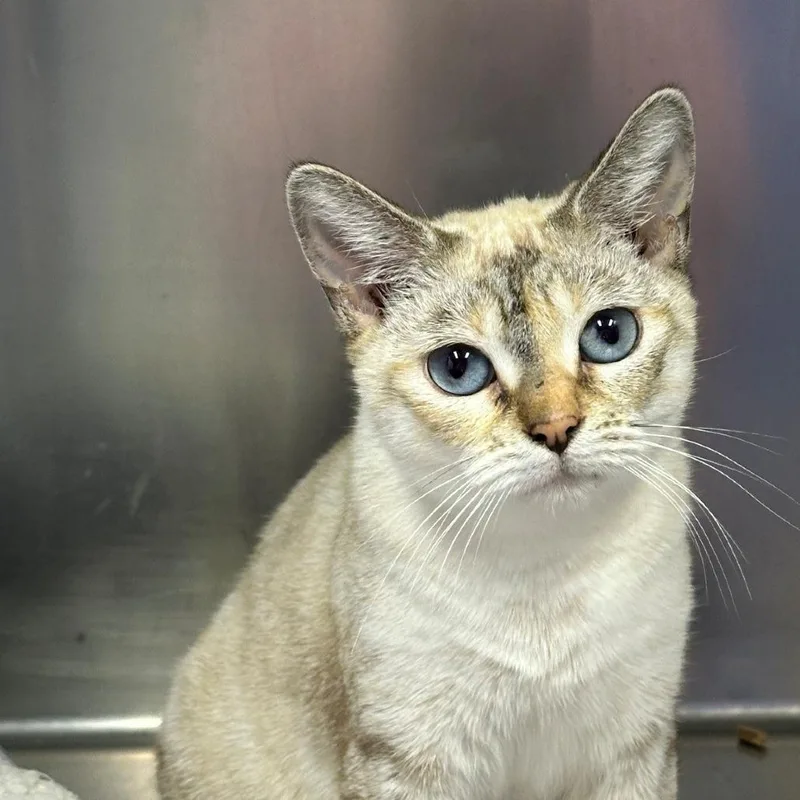 An adult small-sized female Calico Domestic Short Hair cat named Coconut for adoption in Coos Bay, OR