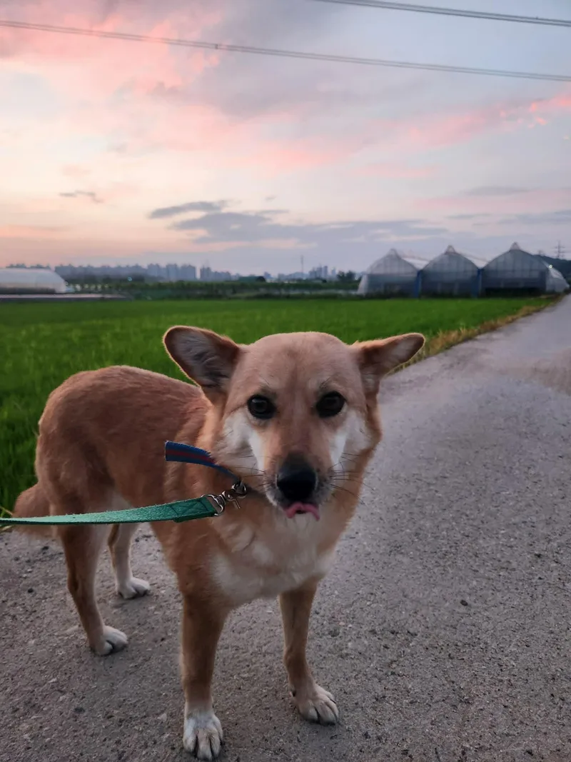 A young medium-sized female Shiba Inu dog named Gaji for adoption in Agoura Hills, CA