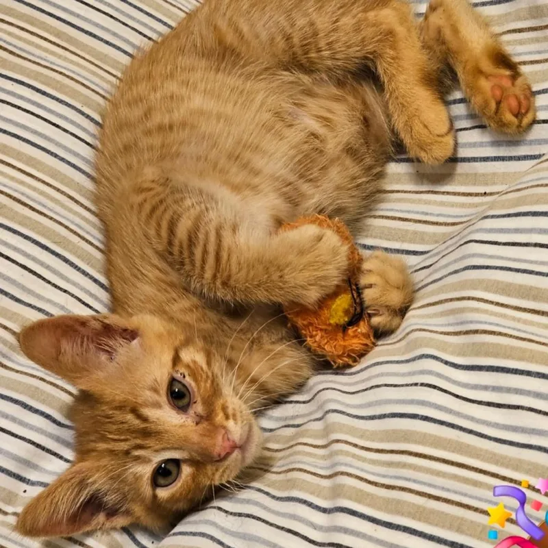 A baby small-sized male Orange / Red Domestic Short Hair cat named Mammoth for adoption in Westminster, CA