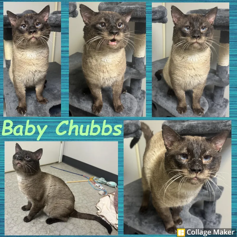 An adult medium-sized male Siamese cat named Baby Chubbs for adoption in Clearfield, PA