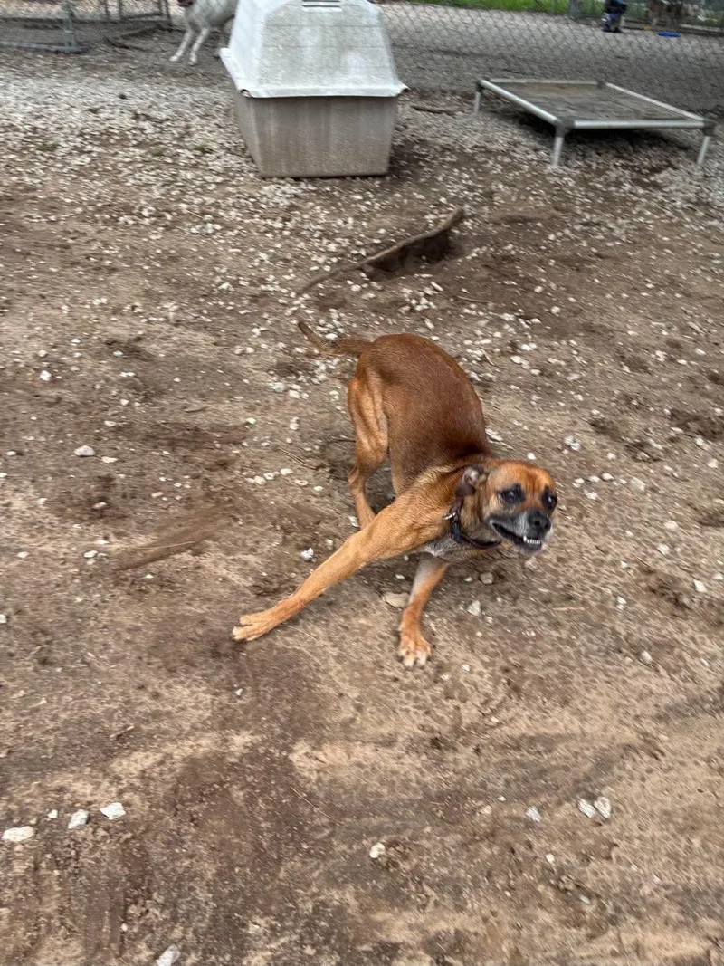 An adult medium-sized male Yellow / Tan / Blond / Fawn Chihuahua dog named Jerry for adoption in Mason City, IL