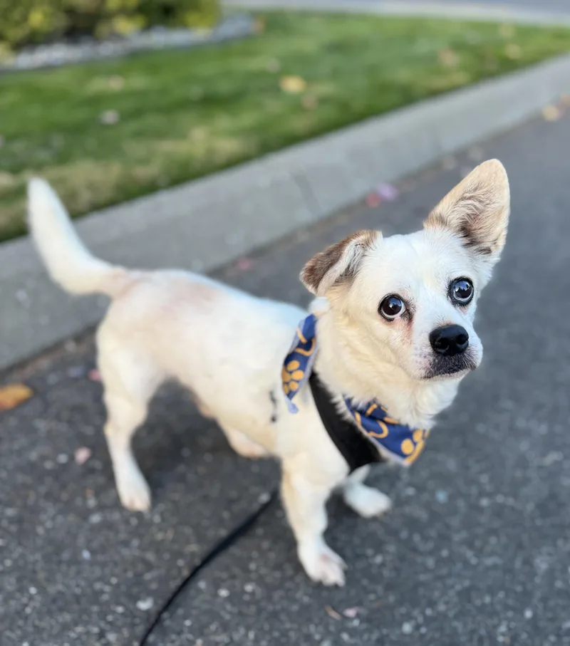 A senior small-sized male Chihuahua dog named Brian for adoption in lynnwood , WA