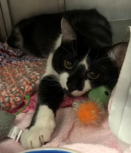 An adult small-sized male Domestic Short Hair cat named Mickey for adoption in Baraboo, WI