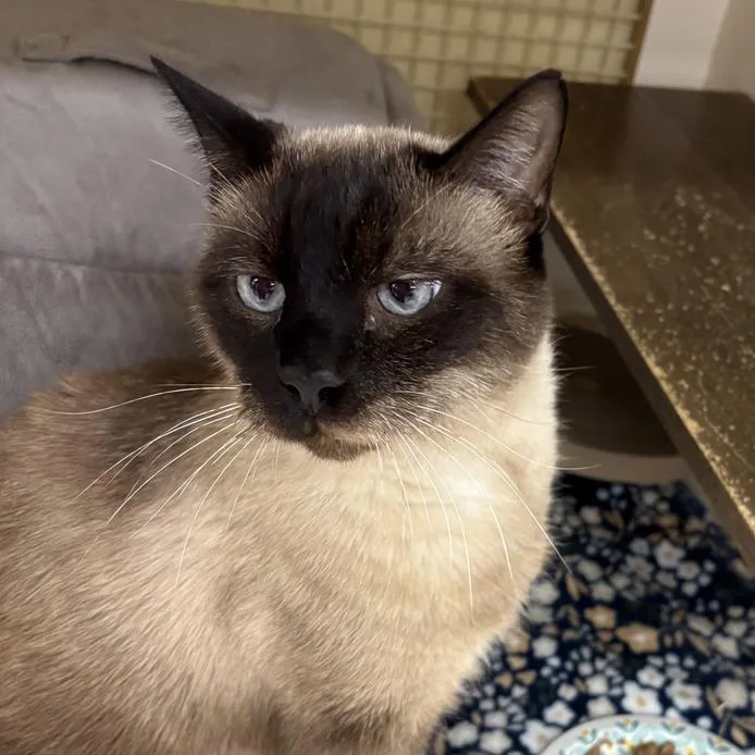 A senior large-sized male Siamese cat named Finn for adoption in Marietta, GA