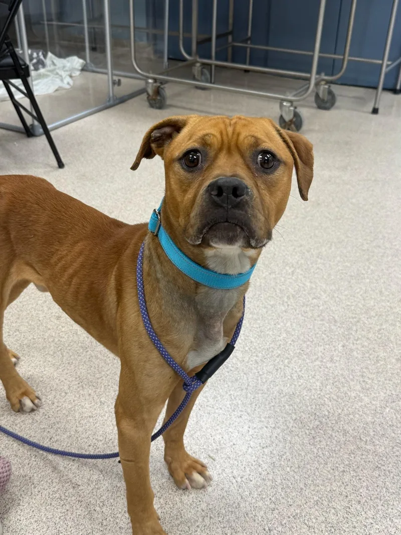 An adult medium-sized male Red / Chestnut / Orange American Bully dog named Klaus for adoption in Teterboro, NJ