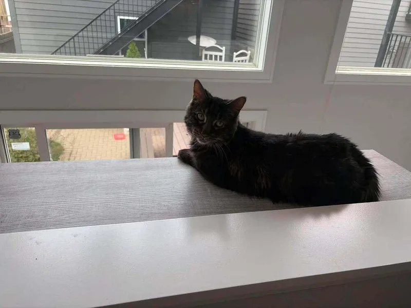 An adult large-sized male Gray / Blue / Silver Maine Coon cat named Greyson for adoption in Chicago, IL