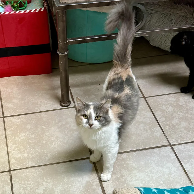 An adult medium-sized female Dilute Calico Domestic Medium Hair cat named Lorelei for adoption in Gallatin, TN