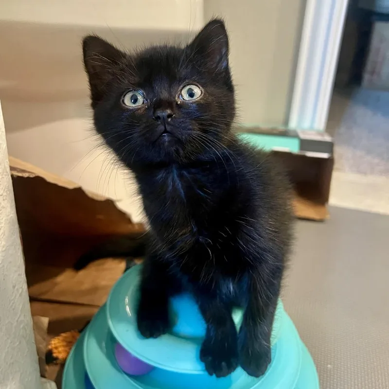 A baby small-sized male Black Domestic Short Hair cat named Pickles for adoption in Houston, TX