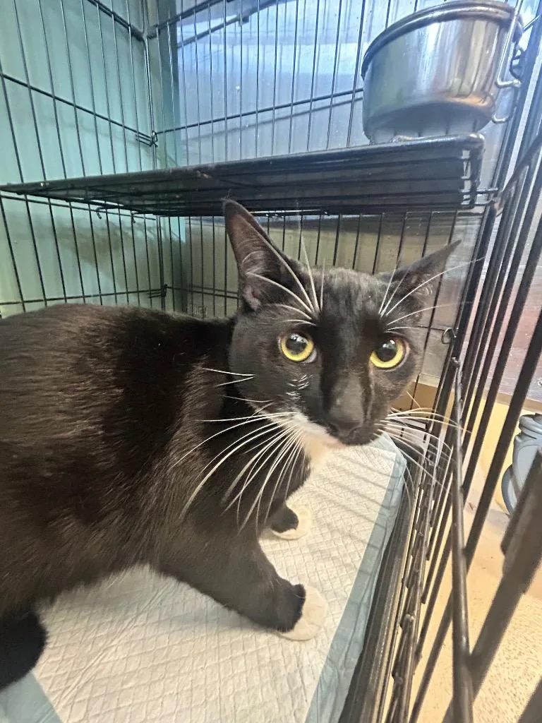 A young medium-sized male Domestic Short Hair cat named Socks for adoption in Mineral, VA