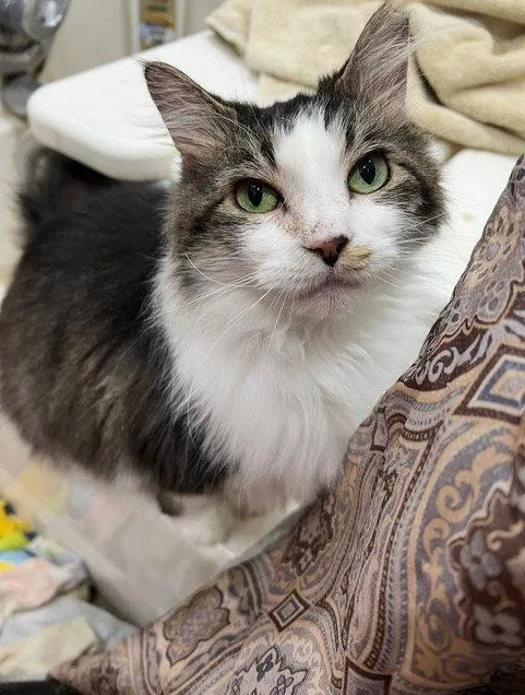Willow