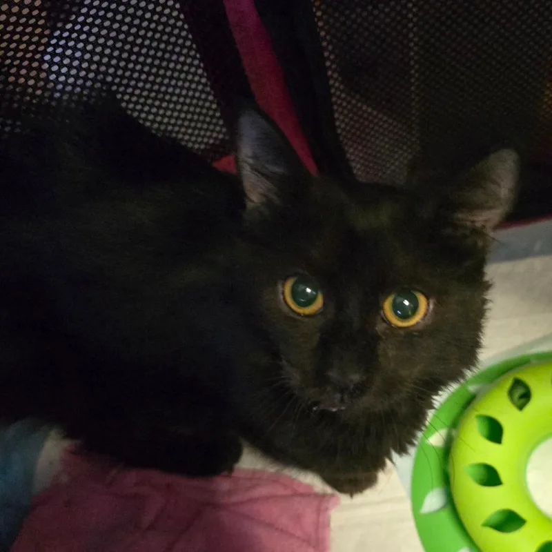 A baby small-sized female Domestic Long Hair cat named FChancie for adoption in Arizona City, AZ