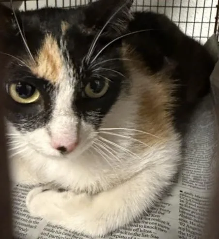 A young small-sized female Domestic Short Hair cat named Fetti for adoption in Van Nuys, CA
