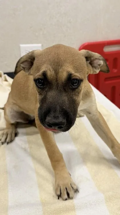 A baby small-sized female Black Mouth Cur dog named Fitu for adoption in Honolulu, HI