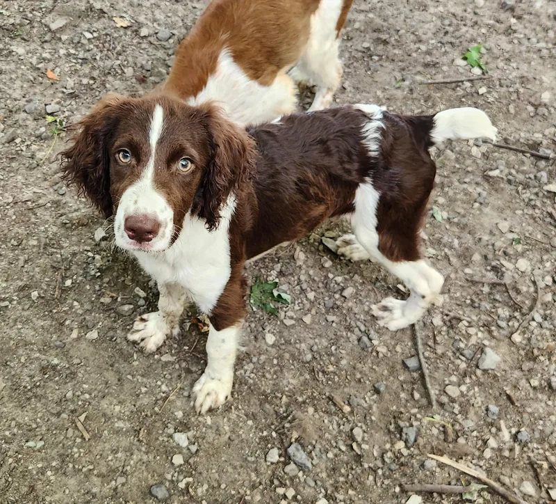 A baby medium-sized male Brown / Chocolate English Springer Spaniel dog named Ollie for adoption in Liberty Center, OH