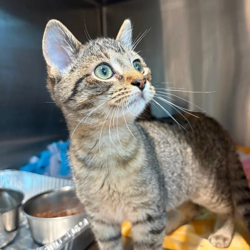 A baby medium-sized female Domestic Short Hair cat named Tris for adoption in Cumming, GA