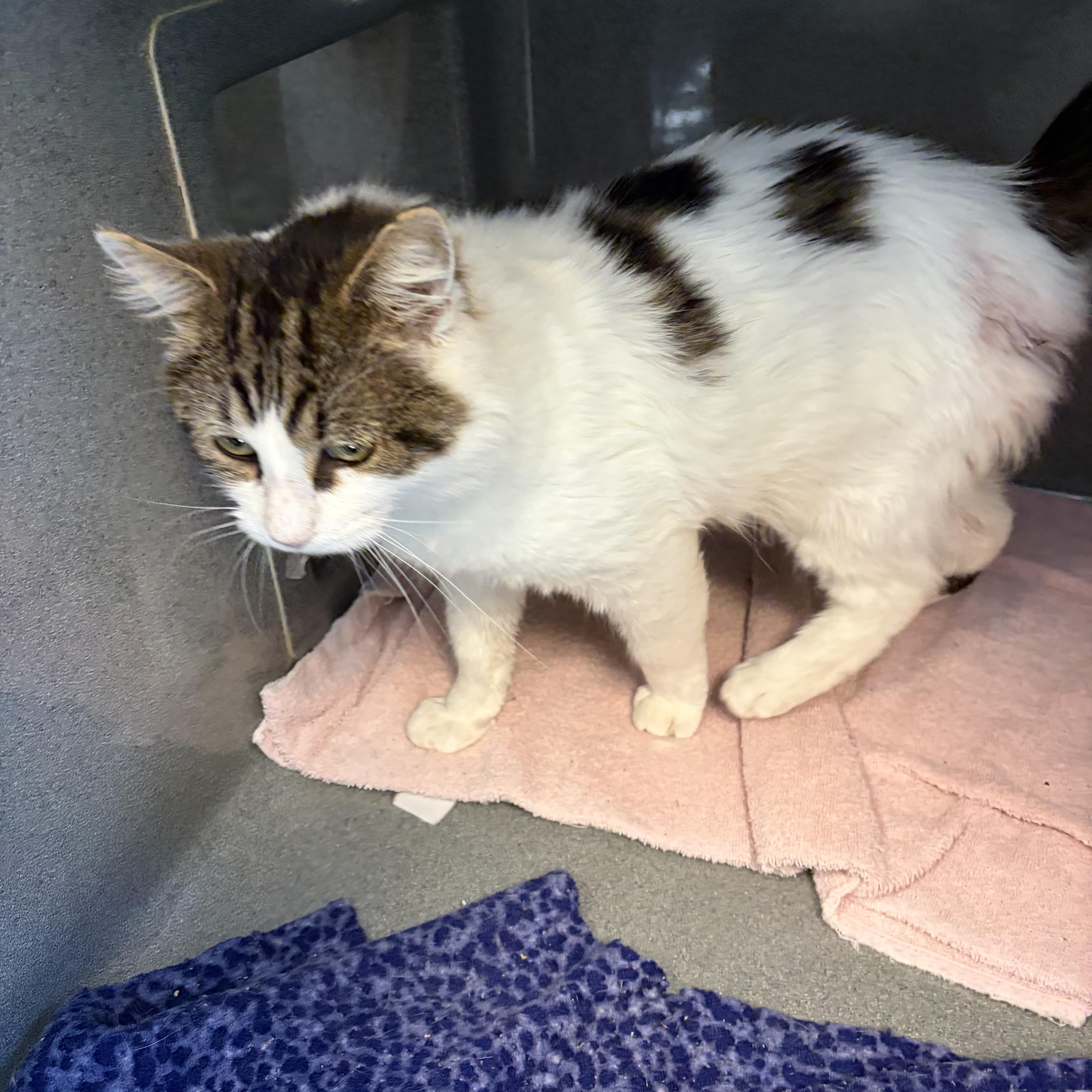 An adult medium-sized male Gray & White Domestic Medium Hair cat named Pappy for adoption in Oberlin, OH