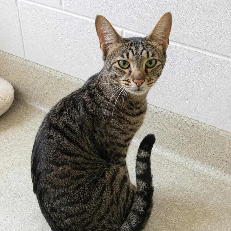 An adult large-sized male Tabby (Brown / Chocolate) Domestic Short Hair cat named Sylvester for adoption in Pontiac, MI