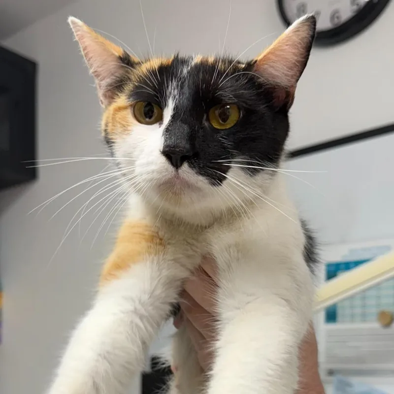 A young large-sized female Domestic Short Hair cat named Bonnie for adoption in Ewing, NJ