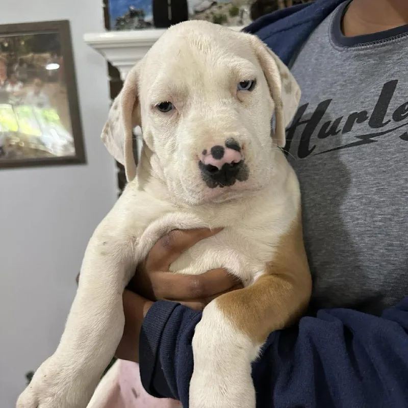 A baby small-sized male White / Cream Mixed Breed dog named Hagen for adoption in Parrish, AL
