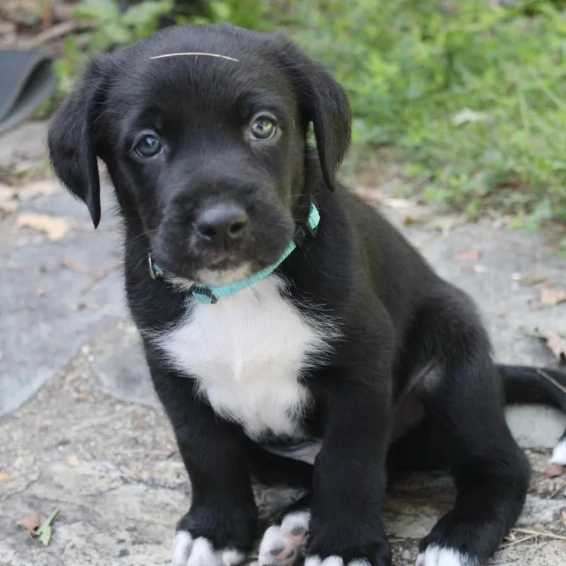 A baby medium-sized male Black Basset Hound dog named McMuffin for adoption in Fairfax, VA