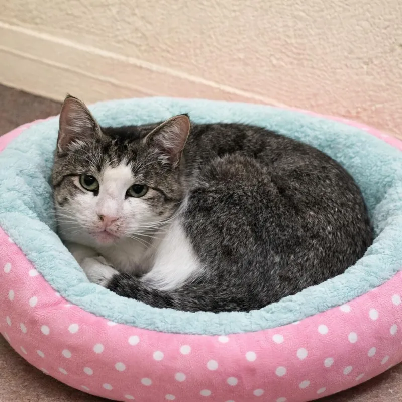 Ms. Loretta thumbnail 4