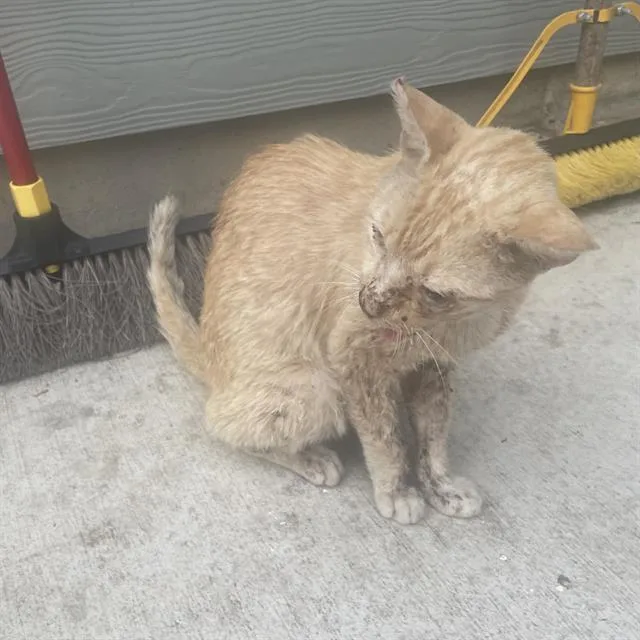 An adult small-sized male Domestic Short Hair cat named Van Goh for adoption in San Antonio, TX