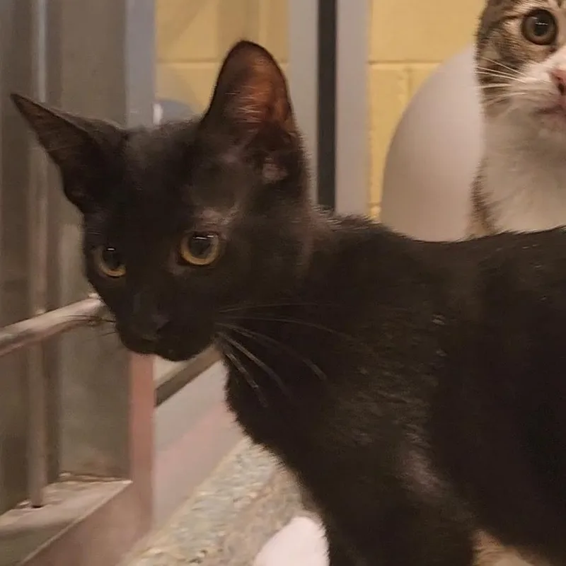 A baby medium-sized female Black Domestic Short Hair cat named Salmon for adoption in Charleston, SC