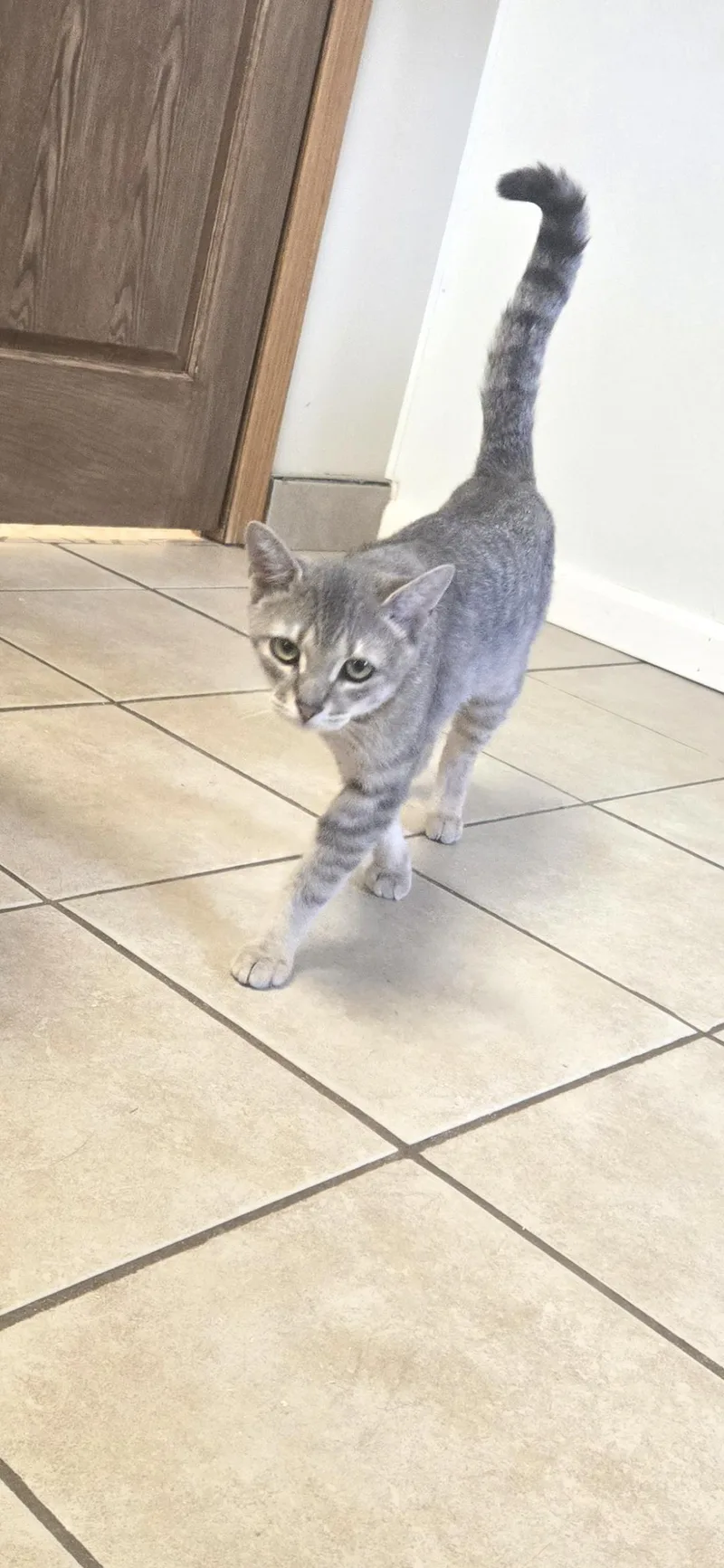 A young medium-sized male Tabby (Gray / Blue / Silver) Domestic Short Hair cat named Fritz for adoption in West Branch, MI