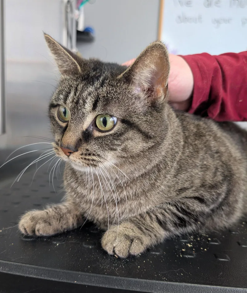 A young small-sized male Domestic Short Hair cat named C Litter Jack for adoption in Livonia, MI