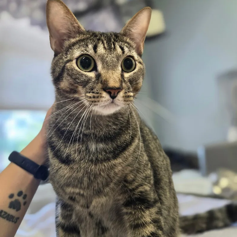 A young medium-sized male Domestic Short Hair cat named Barbossa & Jack Sparrow for adoption in Warwick, RI