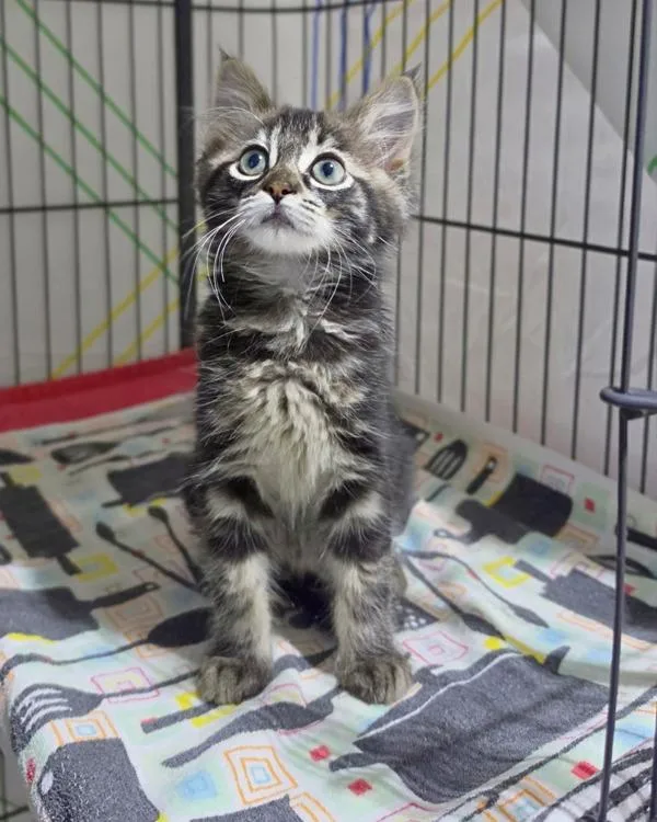 A baby small-sized female Domestic Short Hair cat named Tess for adoption in Novato, CA