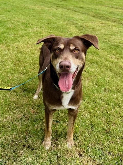 A young large-sized male Australian Kelpie dog named Nino for adoption in Miami, FL