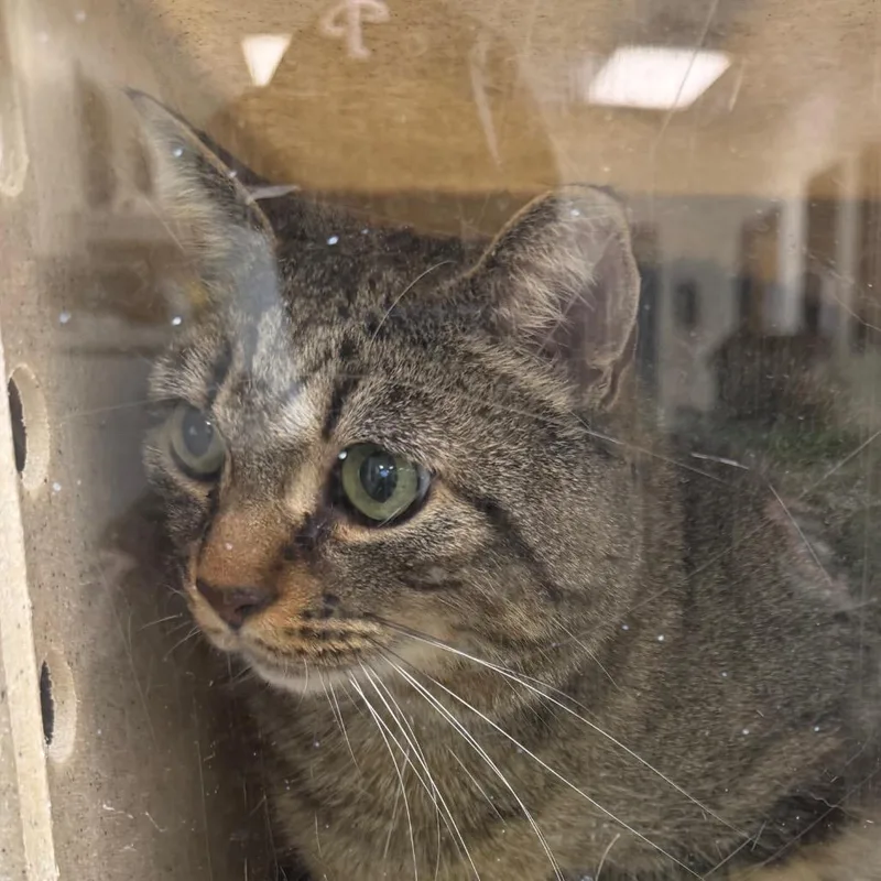 An adult extra large-sized male Gray / Blue / Silver Domestic Short Hair cat named Einstein for adoption in Philadelphia, PA