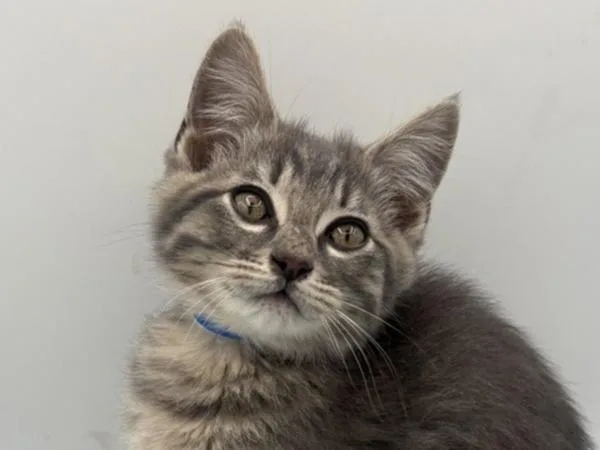 A baby small-sized male Domestic Short Hair cat named Fred for adoption in Portland, OR