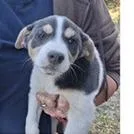 A baby small-sized female White / Cream Labrador Retriever dog named Cashew for adoption in Clearwater, FL
