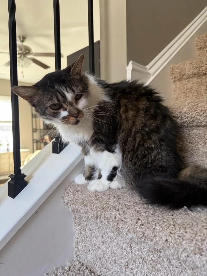A senior medium-sized female Domestic Short Hair cat named Angel for adoption in Clayton, NC
