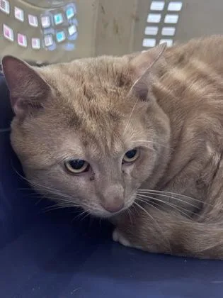 An adult small-sized male Domestic Short Hair cat named Sonny for adoption in West Chester, PA