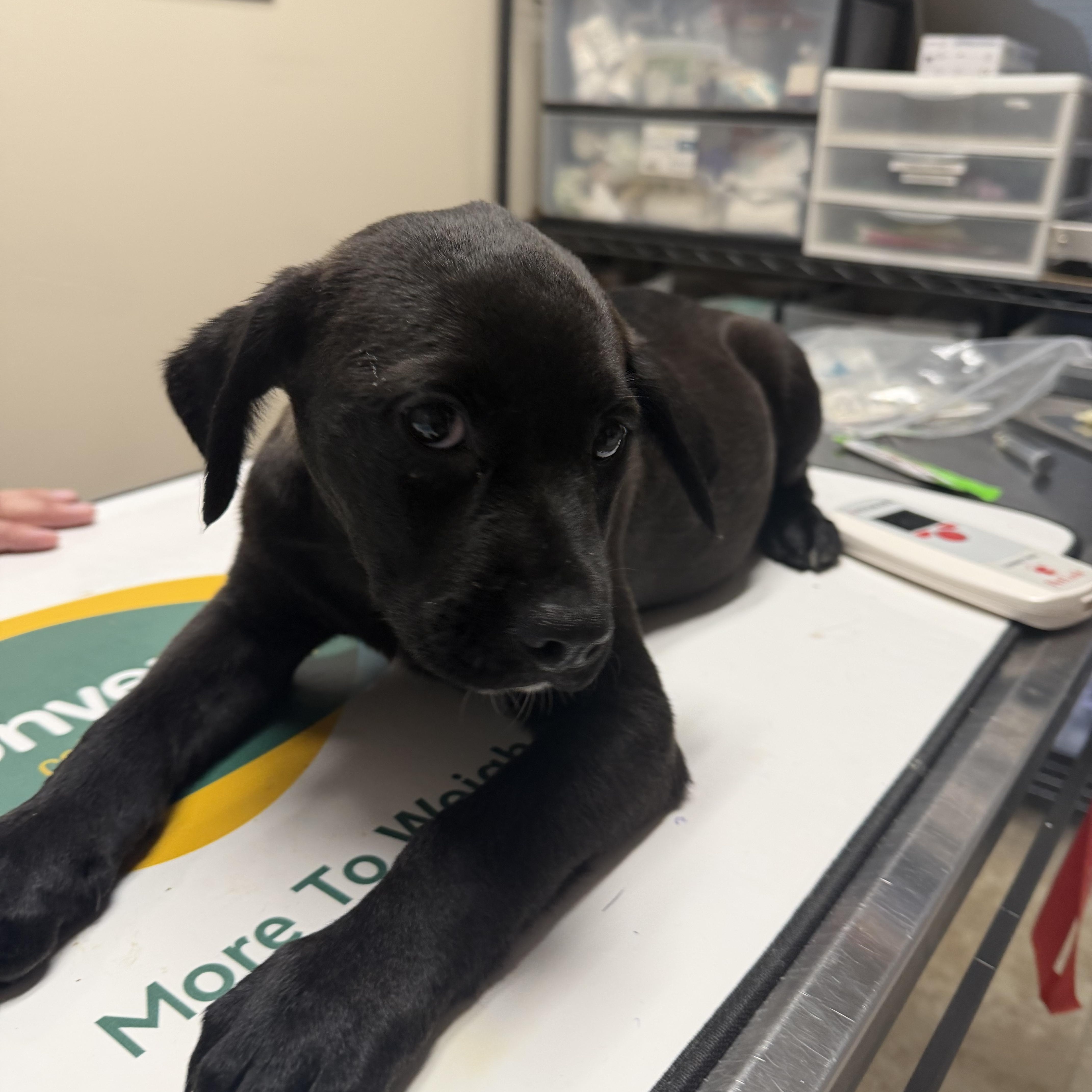 A baby medium-sized female Black Labrador Retriever dog named Wendy for adoption in Dodgeville, WI