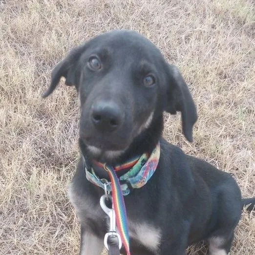 A baby large-sized male Anatolian Shepherd dog named Bear for adoption in Neosho, MO