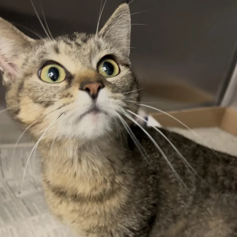 An adult medium-sized female Brown / Chocolate Domestic Short Hair cat named Cherry  Petsmart Belleville for adoption in Belleville, IL