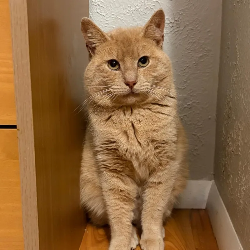 Snowball