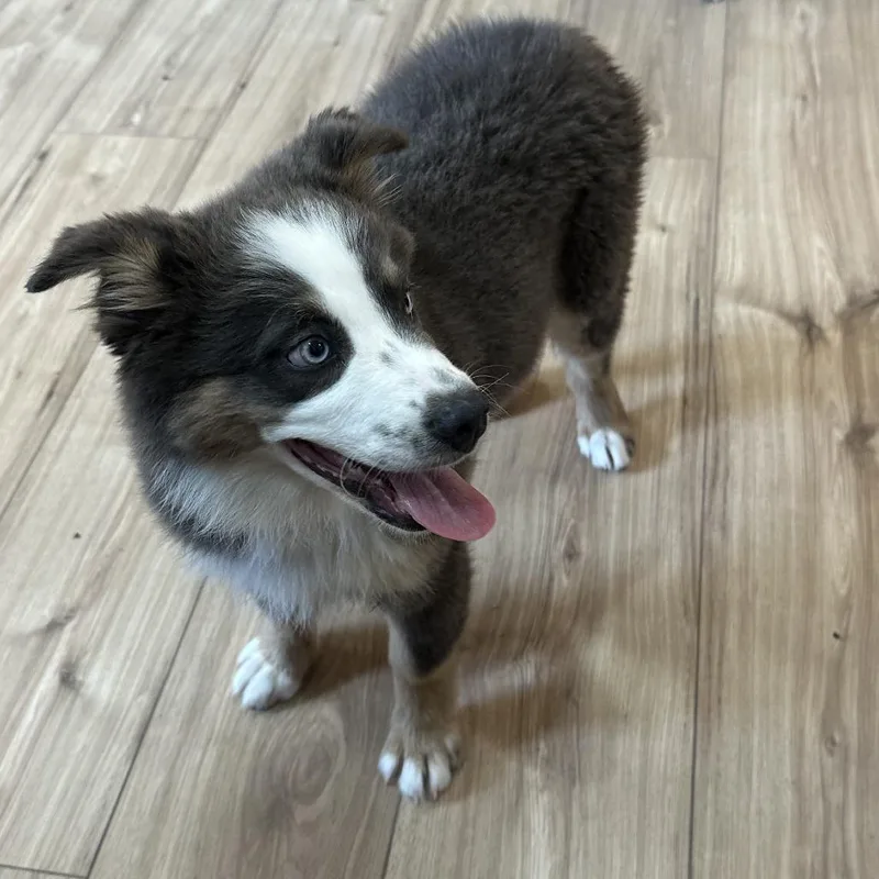 A baby medium-sized female Brown / Chocolate Australian Shepherd dog named Honey for adoption in San Saba, TX