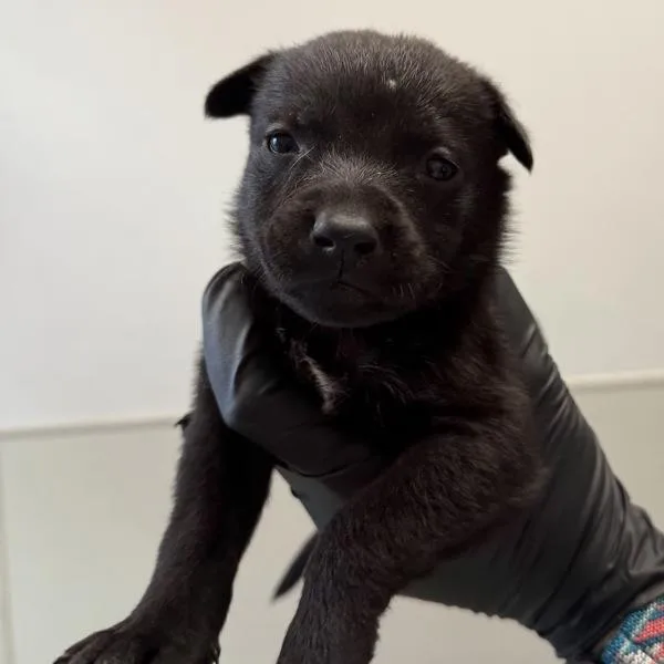 A baby small-sized female Labrador Retriever dog named Twistie for adoption in San Diego, CA