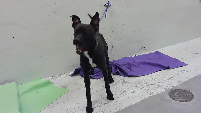 A young medium-sized male American Staffordshire Terrier dog named Jaxon for adoption in Houston, TX