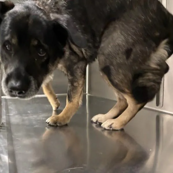 A young large-sized female German Shepherd Dog dog named Lily for adoption in Des Moines, IA