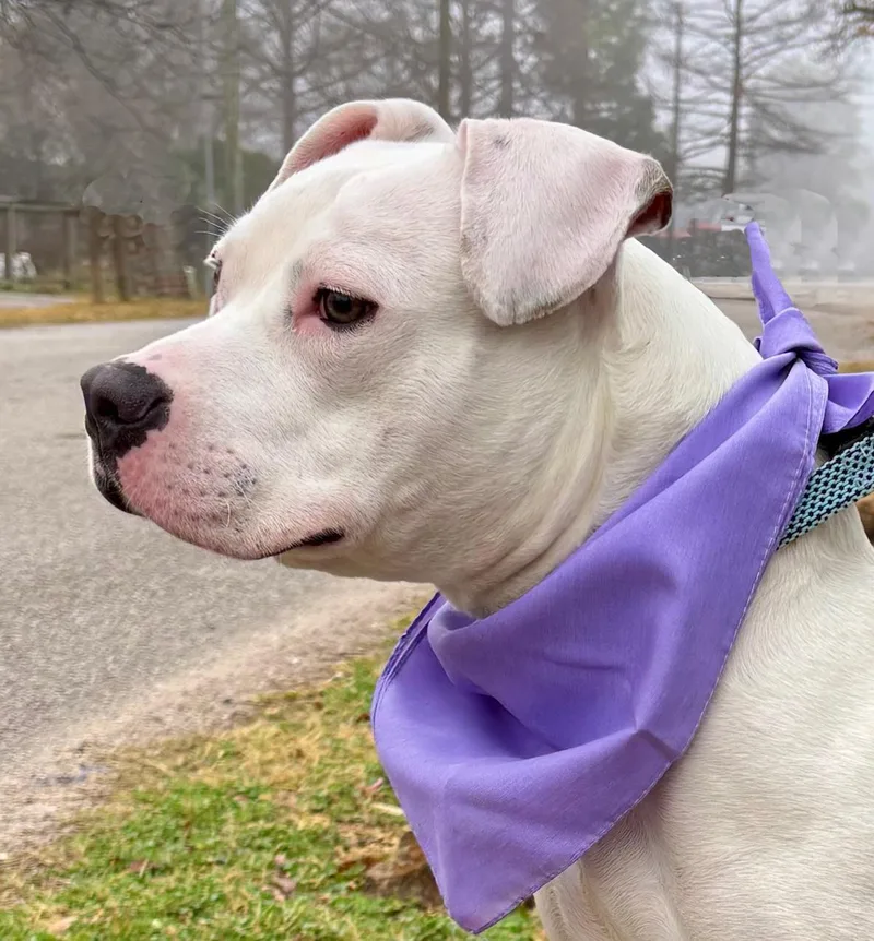 A young medium-sized female White / Cream American Bully dog named Playful PINKY Cute for adoption in Cypress, TX