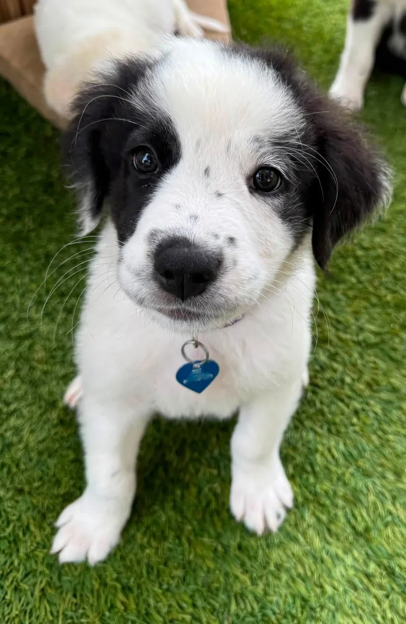 A baby medium-sized female English Pointer dog named Becky for adoption in Southlake, TX